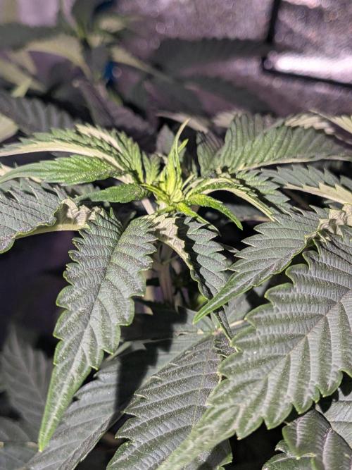 Mellow Jelly | Exclusive Zamnesia. Week 9