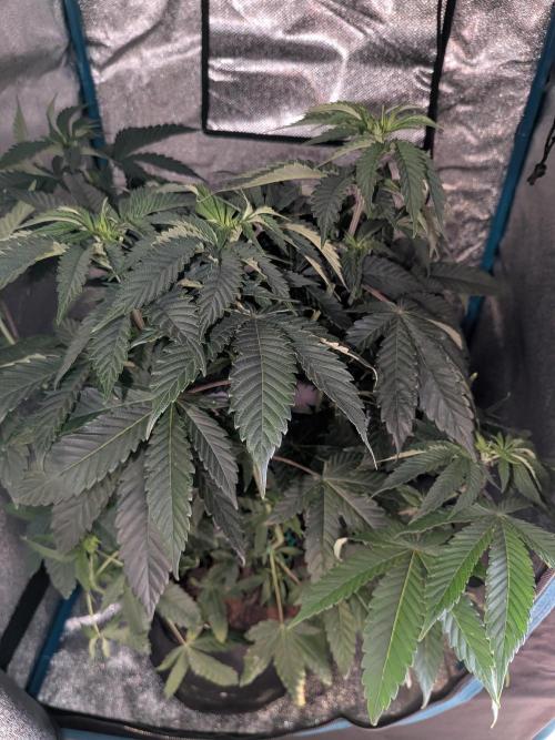 Mellow Jelly | Exclusive Zamnesia. Week 9