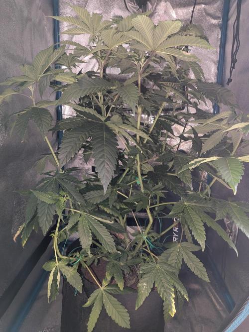 Mellow Jelly | Exclusive Zamnesia. Week 9