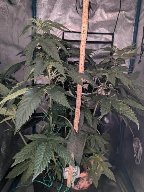 Mellow Jelly | Exclusive Zamnesia. Week 9