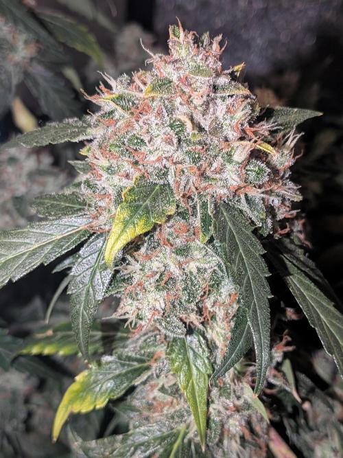 Sticky broccoli  🥦 Eternity Cup 2026. Week 15