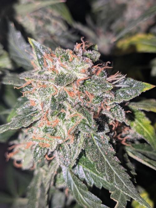Sticky broccoli  🥦 Eternity Cup 2026. Week 15