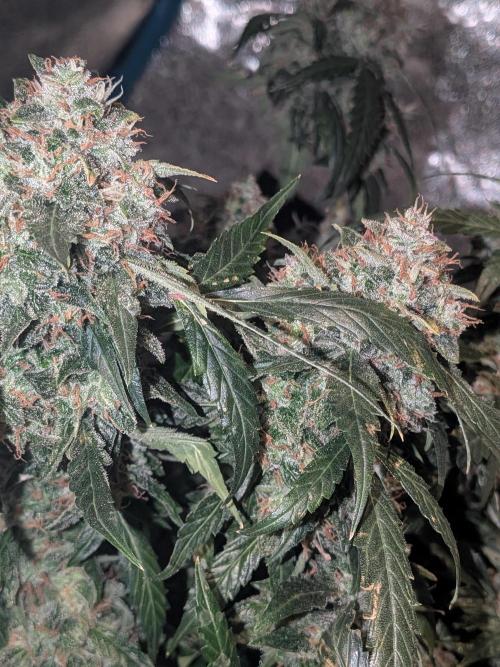Sticky broccoli  🥦 Eternity Cup 2026. Week 15