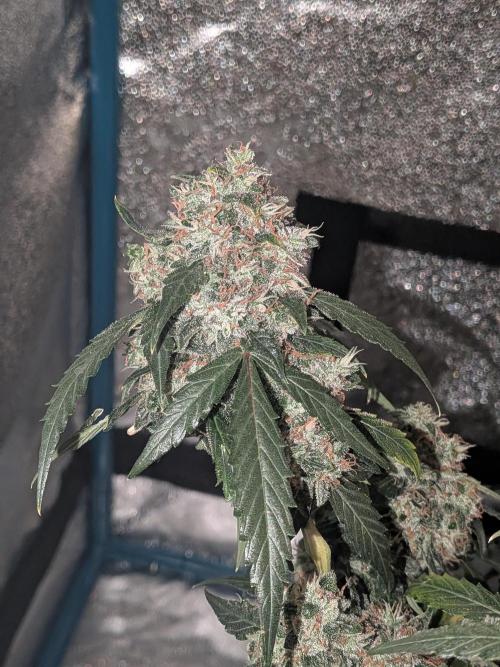 Sticky broccoli  🥦 Eternity Cup 2026. Week 15