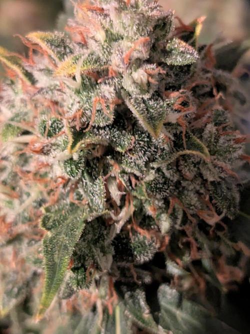 Sticky broccoli  🥦 Eternity Cup 2026. Week 15