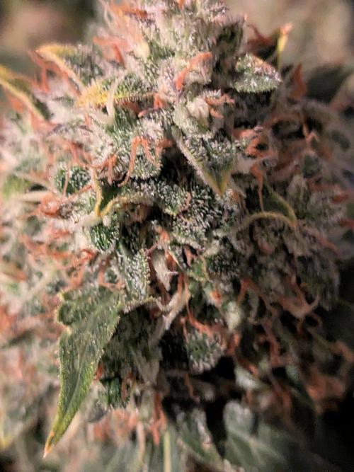 Sticky broccoli  🥦 Eternity Cup 2026. Week 15