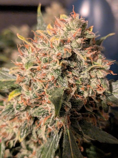 Sticky broccoli  🥦 Eternity Cup 2026. Week 15