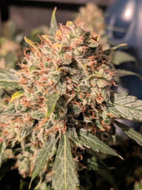 Sticky broccoli  🥦 Eternity Cup 2026. Week 15