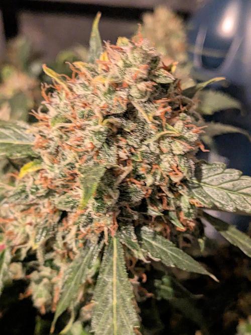 Sticky broccoli  🥦 Eternity Cup 2026. Week 15