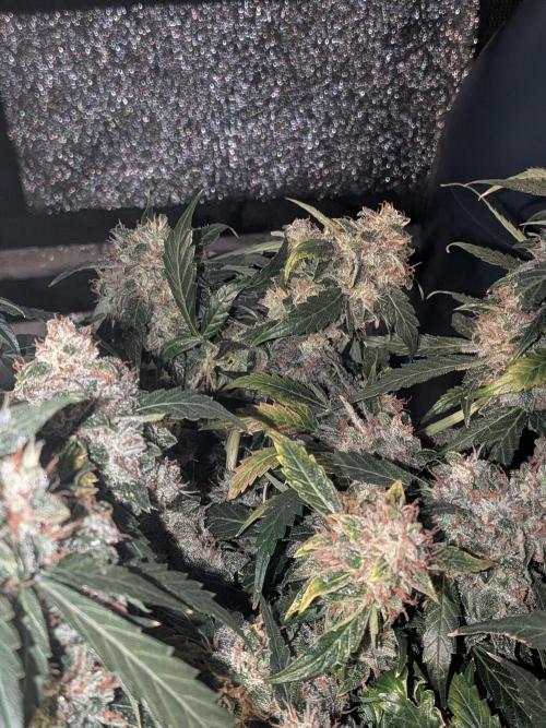 Sticky broccoli  🥦 Eternity Cup 2026. Week 15
