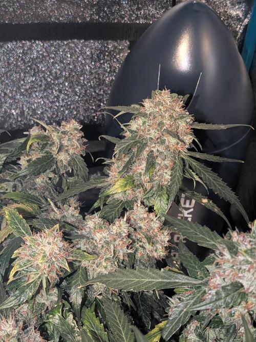 Sticky broccoli  🥦 Eternity Cup 2026. Week 15