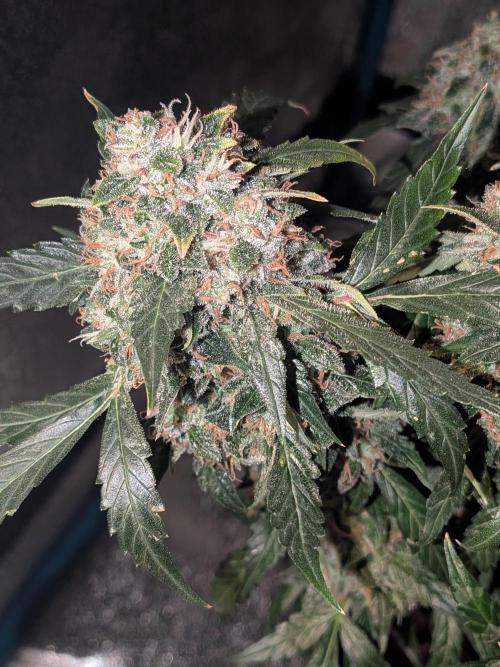 Sticky broccoli  🥦 Eternity Cup 2026. Week 15