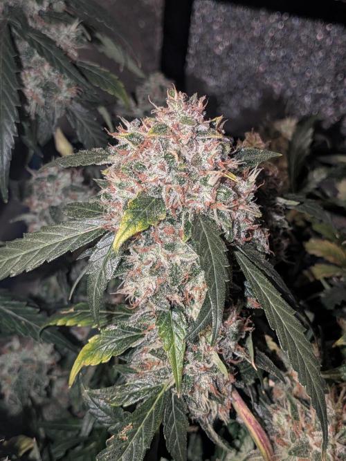 Sticky broccoli  🥦 Eternity Cup 2026. Week 15