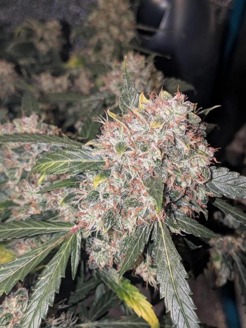 Sticky broccoli  🥦 Eternity Cup 2026. Week 15