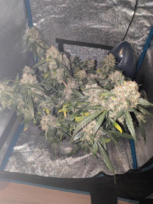 Sticky broccoli  🥦 Eternity Cup 2026. Week 15