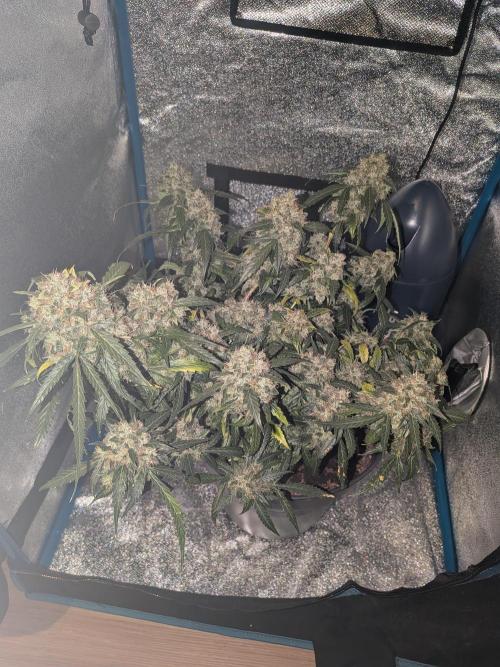 Sticky broccoli  🥦 Eternity Cup 2026. Week 15