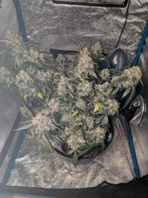 Sticky broccoli  🥦 Eternity Cup 2026. Week 15