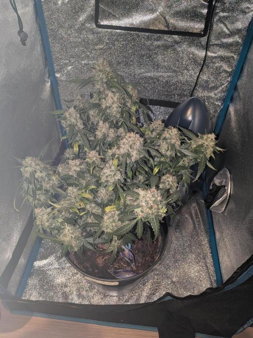 Sticky broccoli  🥦 Eternity Cup 2026. Week 15