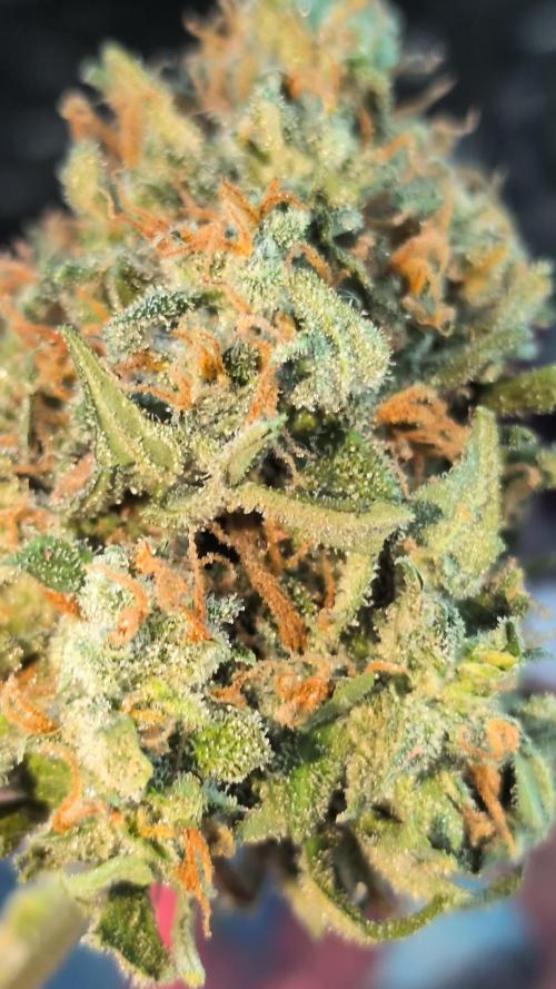 Sticky broccoli  🥦 Eternity Cup 2026