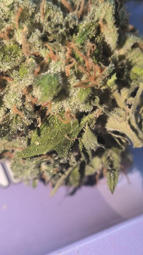 Sticky broccoli  🥦 Eternity Cup 2026