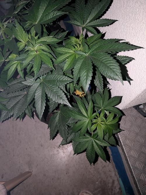 Khalifa Kush | outdoor 2026. Week 8