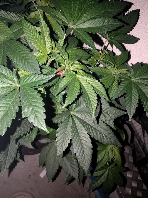 Khalifa Kush | outdoor 2026. Week 8