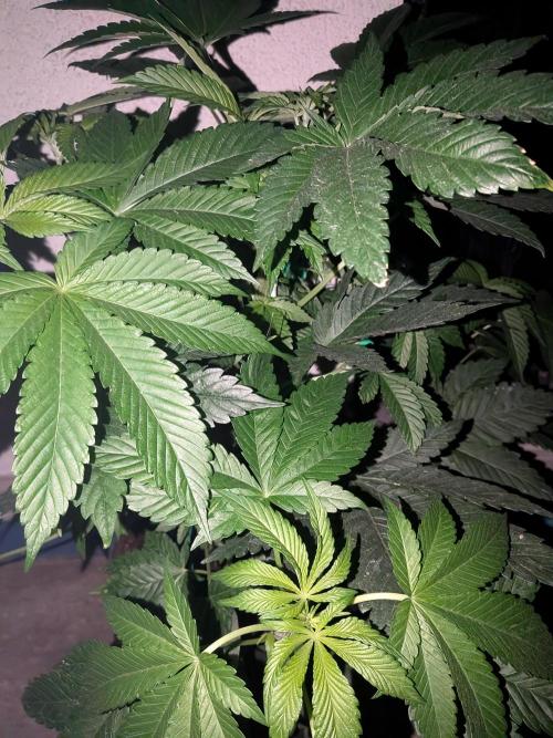 Khalifa Kush | outdoor 2026. Week 8