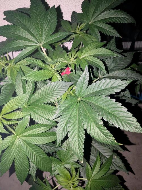 Khalifa Kush | outdoor 2026. Week 8