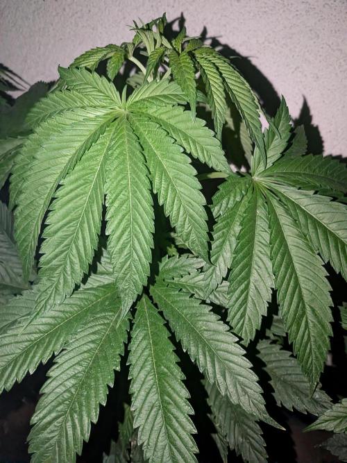 RS11(B) | GanjaFarmer. Week 7