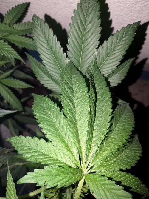 RS11(B) | GanjaFarmer. Week 7