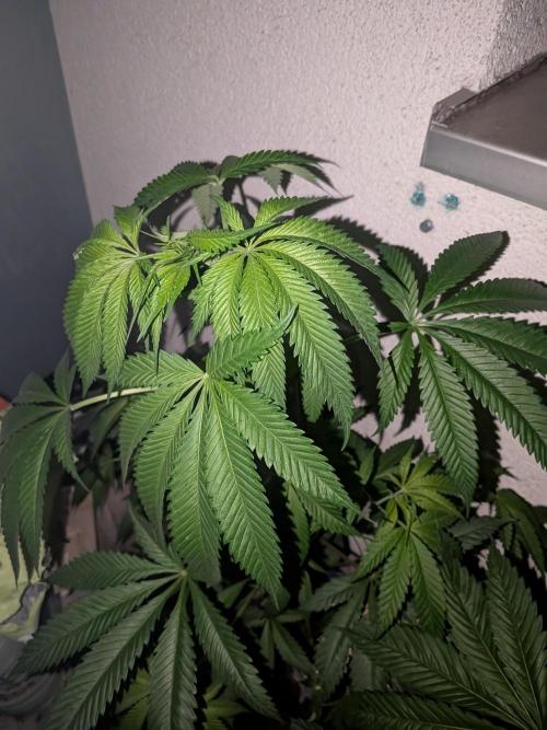 RS11(C) | GanjaFarmer. Week 7