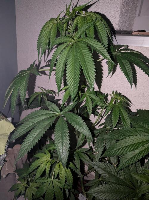 RS11(C) | GanjaFarmer. Week 7