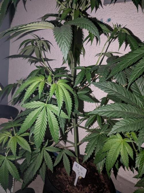 RS11(C) | GanjaFarmer. Week 7