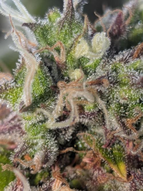 🥦Honey, I Shrunk the Broccoli! Micro. Week 15