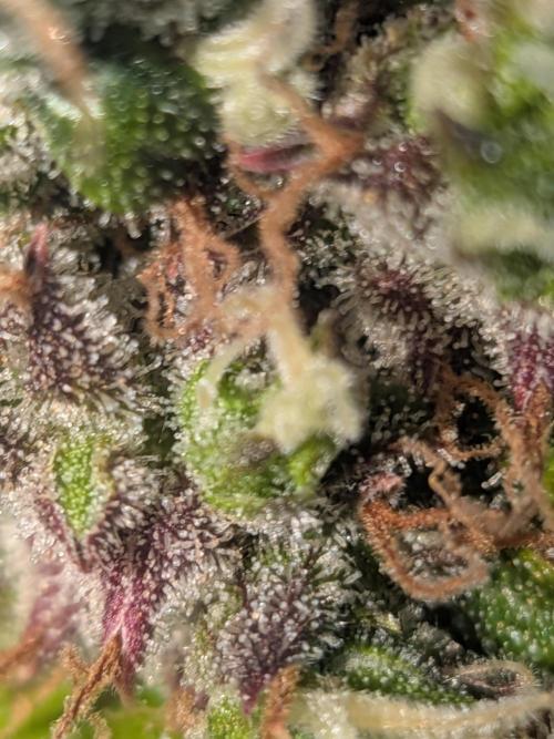 🥦Honey, I Shrunk the Broccoli! Micro. Week 15