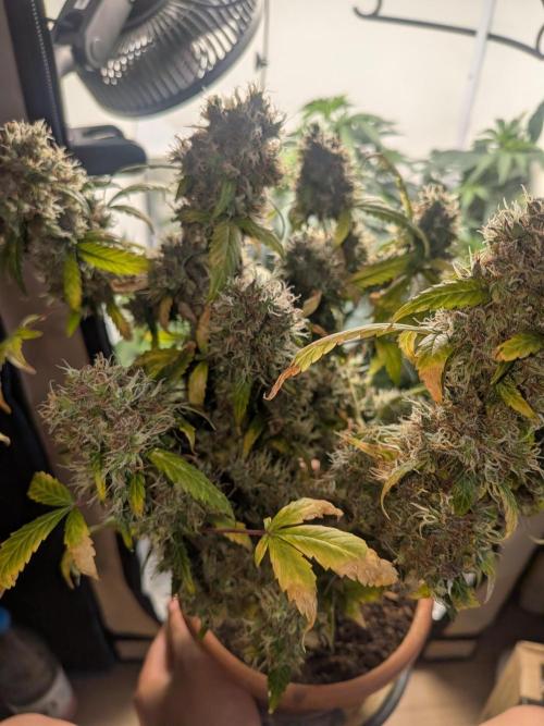 🥦Honey, I Shrunk the Broccoli! Micro. Week 15