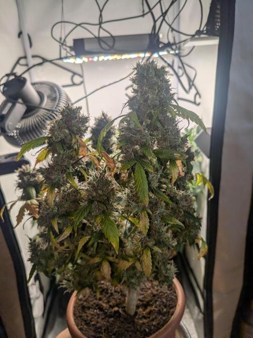 🥦Honey, I Shrunk the Broccoli! Micro. Week 15