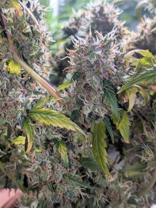 🥦Honey, I Shrunk the Broccoli! Micro. Week 15
