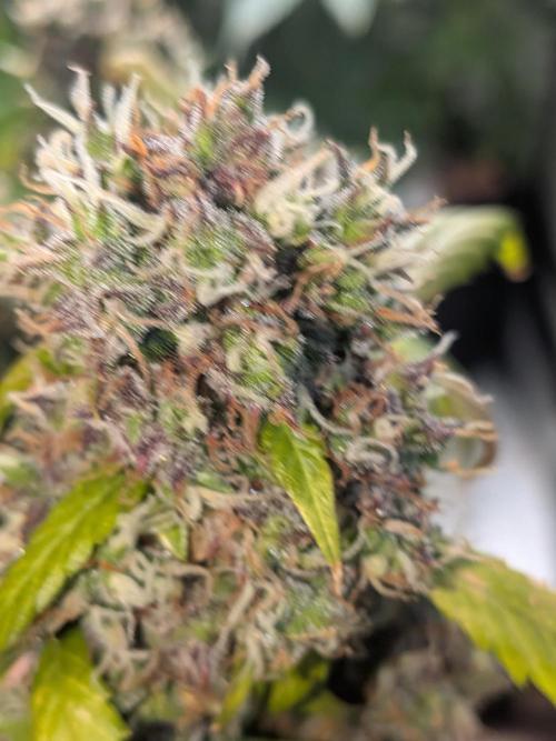 🥦Honey, I Shrunk the Broccoli! Micro. Week 15