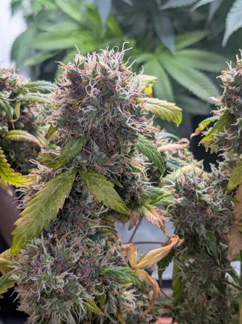 🥦Honey, I Shrunk the Broccoli! Micro. Week 15