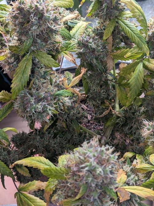 🥦Honey, I Shrunk the Broccoli! Micro. Week 15