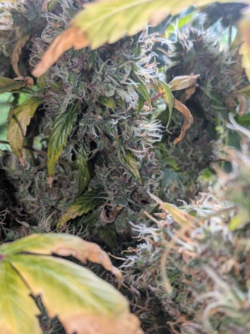 🥦Honey, I Shrunk the Broccoli! Micro. Week 15
