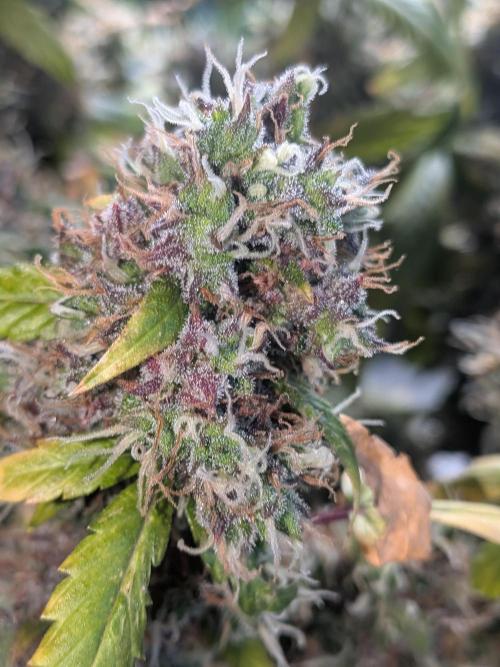 🥦Honey, I Shrunk the Broccoli! Micro. Week 15
