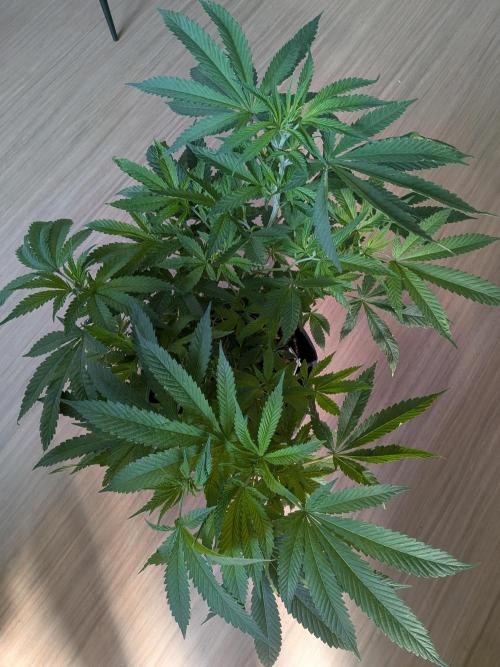Devil Cookies One | USA Genetics 2026. Week 10
