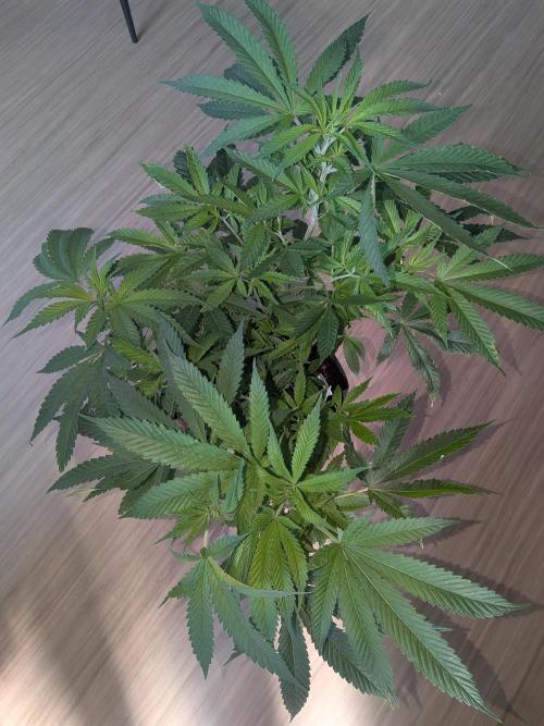 Devil Cookies One | USA Genetics 2026. Week 10