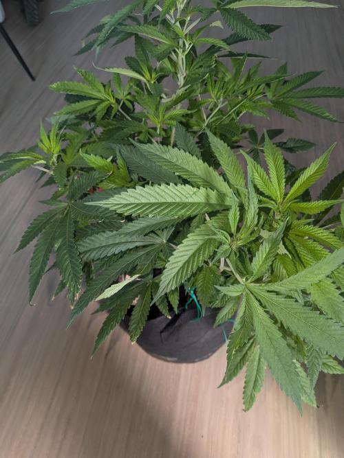 Devil Cookies One | USA Genetics 2026. Week 10