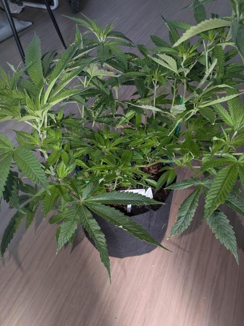 Devil Cookies One | USA Genetics 2026. Week 10