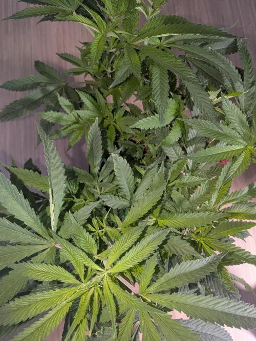 Devil Cookies One | USA Genetics 2026. Week 10