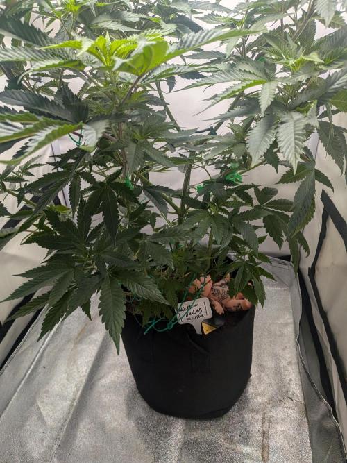 Mellow Jelly | Exclusive Zamnesia. Week 10