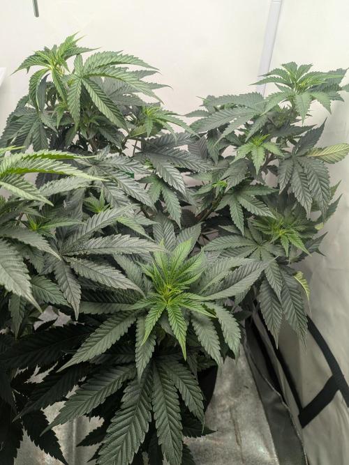 Mellow Jelly | Exclusive Zamnesia. Week 10